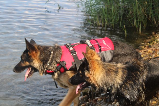 Baffy Altdeutscher Schäferhund mit geradem Rücken für Zucht noch ohne Welpen