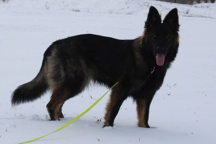 Baffy Altdeutscher Schäferhund mit geradem Rücken für Zucht noch ohne Welpen